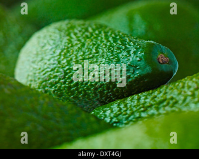 Extreme close up of whole Pinkerton avocados Stock Photo