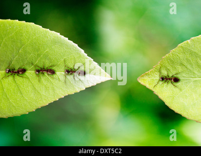 Ant stranded on leaf Stock Photo