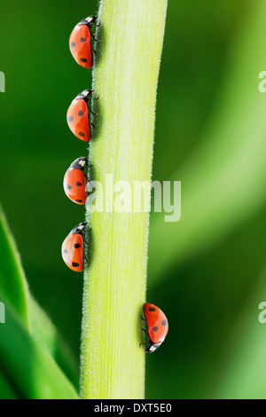 Ladybug standing out from the crowd on leaf Stock Photo