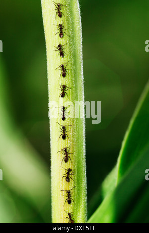 Ants crawling up leaf Stock Photo