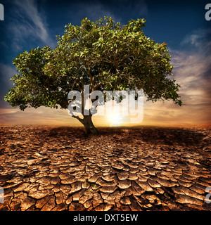 Global warming concept. Lonely green tree under dramatic evening sunset sky at drought cracked desert landscape Stock Photo