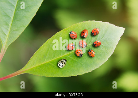 Unique ladybug standing out from the crowd on leaf Stock Photo