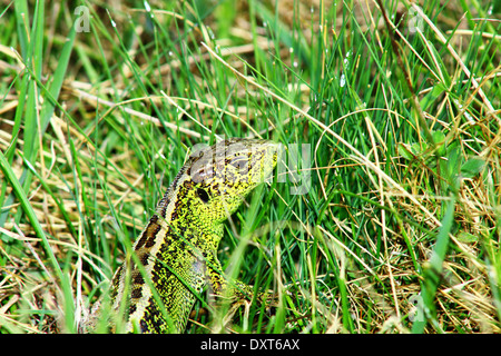 Green lizard Stock Photo