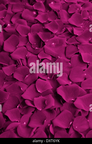 Vertical Pink Rose Petals Background. Floral Background Stock Photo