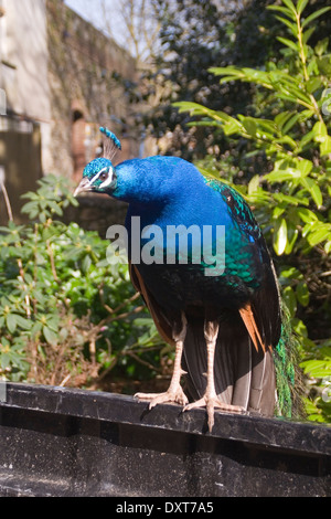 Peacock perched on the side of a pick-up truck Stock Photo