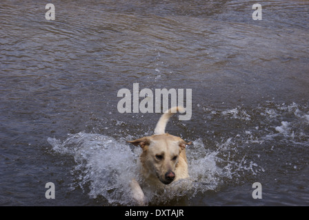 Yellow Labrador Retriever running through a shallow river playing and splashing. His ears are flying up and he is looking to the Stock Photo