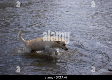 Yellow Labrador Retriever running through a shallow river, playing and splashing Stock Photo