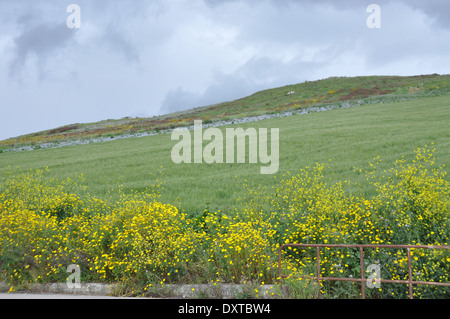 Green fields and yellow flowers in Northern Sicily