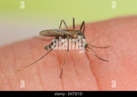 Aedes triseriatus mosquito female biting on human skin Stock Photo - Alamy
