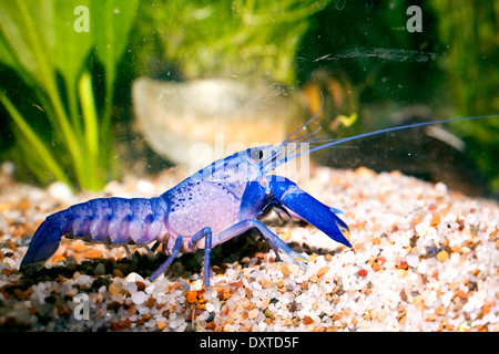 Pet freshwater Crayfish Blue Yabby in Aquarium Stock Photo