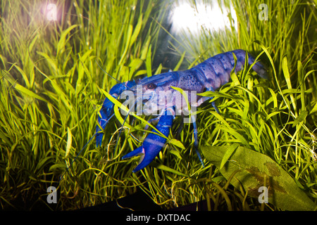 Fresh Water Blue Yabbie in tank - Crayfish pet Stock Photo
