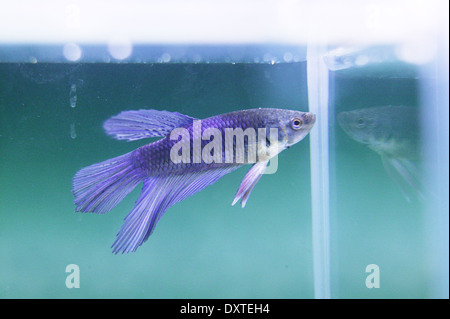 A blue siamese fighting fish in a tank. Stock Photo