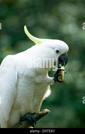 A cockatoo perched in a tree eating a cracker. Stock Photo