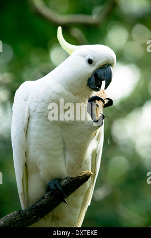 A cockatoo perched in a tree eating a cracker. Stock Photo