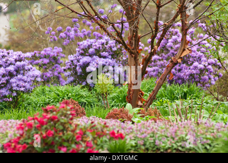 Paperbark Maple (Acer griseum) against backdrop of blue flowered Azaleas at RHS Wisley in April, Spring. Stock Photo