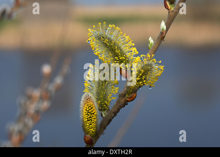 Twig with flowering willow catkins (Salix sp.) Stock Photo