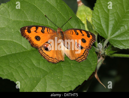 Peacock Pansy butterfly (Junonia almana) Stock Photo