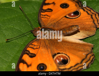 Peacock Pansy butterfly (Junonia almana) Stock Photo