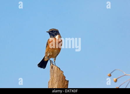 Stonechat or european stonachat (Saxicola torquata) male perched Stock Photo