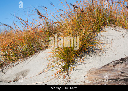 Desmoschoenus spiralis is a sand-binding plant only found in New Zealand  Stock Photo