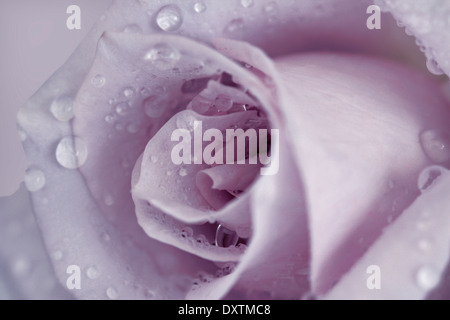 close up of a single romantic mauve rose Stock Photo
