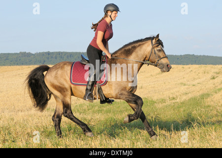 Connemara Pony Dun stallion galloping towards camera Stock Photo - Alamy