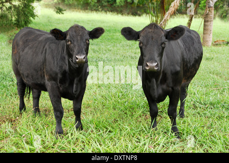 two black cows grazing in Australia,New South Wales Stock Photo