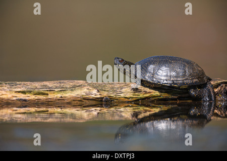 European pond turtle (Emys orbicularis) Stock Photo