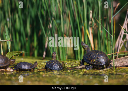 European pond turtles (Emys orbicularis) Stock Photo