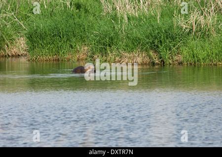 Beaver in a prairie pond, Pipestone National Monument, Minnesota. Digital photograph Stock Photo
