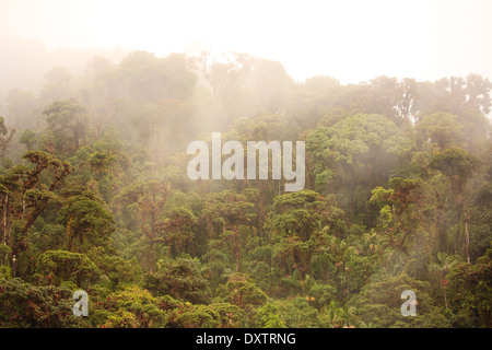 Misty cloud forest in La Amistad national park in the Chiriqui province, Republic of Panama. Stock Photo