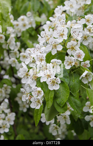 White Flowers Blooming Bird Cherry. Bird Cherry Tree In Blossom. Close 