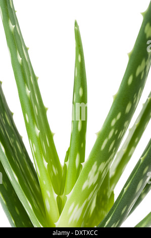aloe vera plant isolated on white background Stock Photo