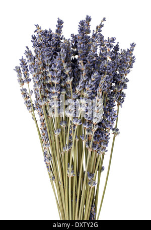 Dried lavender flowers Stock Photo