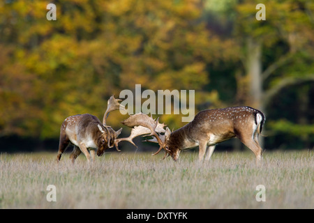 Two Fallow deer (Dama dama) bucks fighting in grassland during the rutting season in autumn