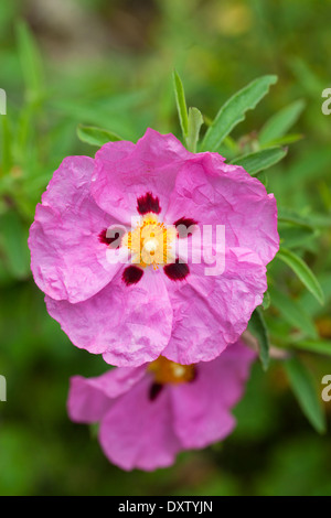 Close up of Cistus × purpureus flowering in an English garden Stock Photo