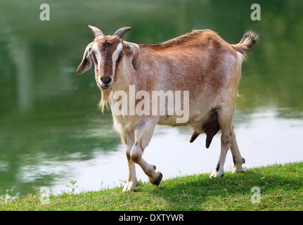Goat beside a lake outdoor Stock Photo