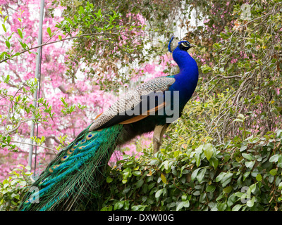 Male Peacock standing on a hedge Stock Photo