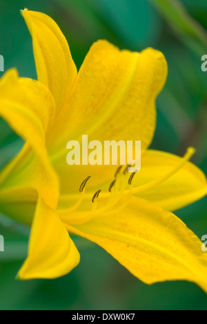 Hemerocallis Golden Chimes, Day Lily. Perennial, July. Yellow flower. Stock Photo