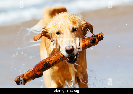 Happy Young Golden Retriever. Adorable Dog Running on the Beach Fetching Stick Stock Photo