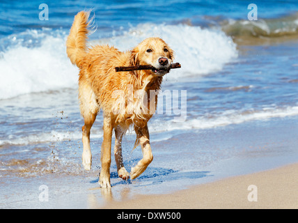 Happy Young Golden Retriever. Addorable Dog Running on the Beach Fetching Stick Stock Photo