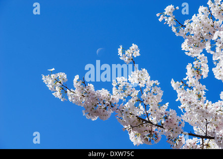 White cherry tree blossoms in spring against blue sky with the moon Stock Photo