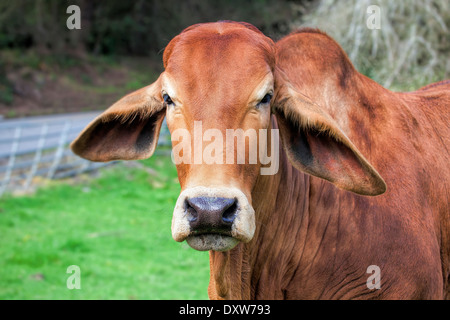 American Brahman Cow Cattle Closeup Portrait Stock Photo