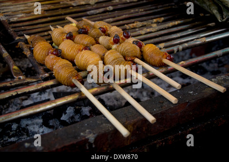 Edible palm weevil larvae (Rhynchophorus phoenicis) from the Amazon Stock Photo