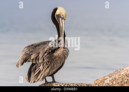 Brown Pelican preening on rocks in harbor at Port Aransas, Texas. Stock Photo