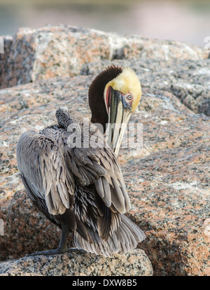 Brown Pelican preening on rocks in harbor at Port Aransas, Texas. Stock Photo