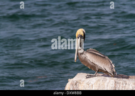 Brown Pelican on rocks in harbor at Port Aransas, Texas. Stock Photo