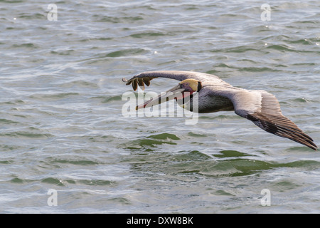 Brown Pelican flying low over water in search of fish at Port Aransas, Texas. Stock Photo