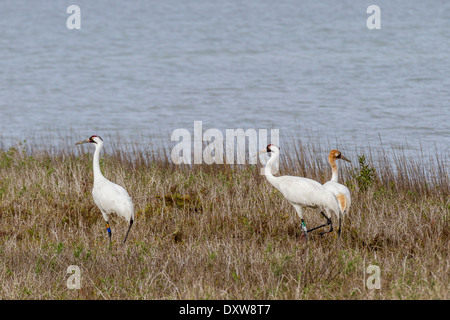 Whooping Crane family with juvenile in Aransas Park National Wildlife Refuge on the Gulf Coast of Texas near Rockport, Texas. Stock Photo