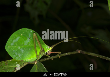 A nocturnal katydid camouflaged as a dead leaf in the Amazon rainforest in Loreto, Peru.